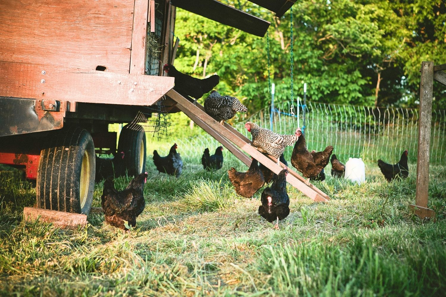 Can I Have Chickens In My Backyard in Oklahoma?